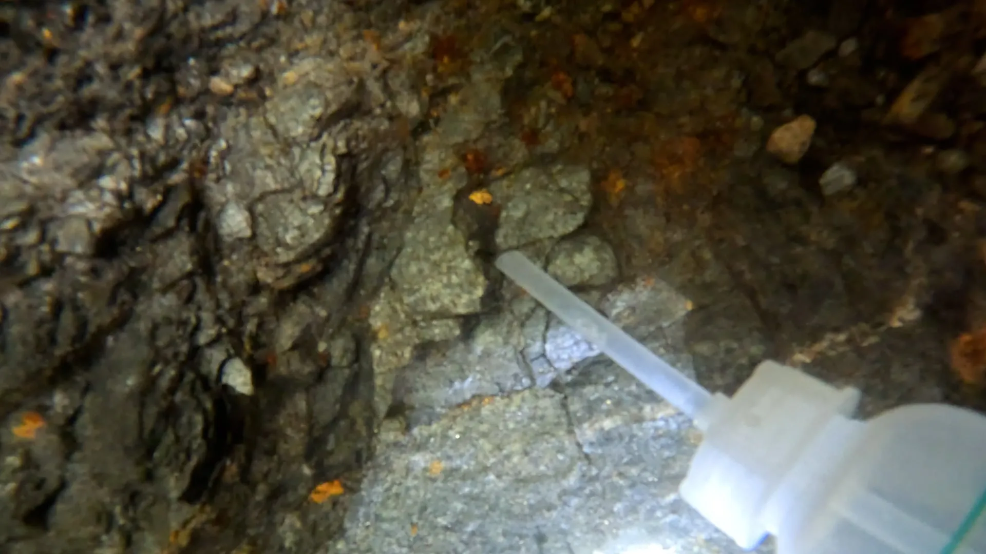 Beautiful 0.19g Gold Picker Found by Pioneer Pauly – As Seen in His Latest Video!