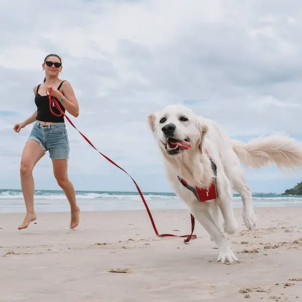 Ezydog Track & Train Leash