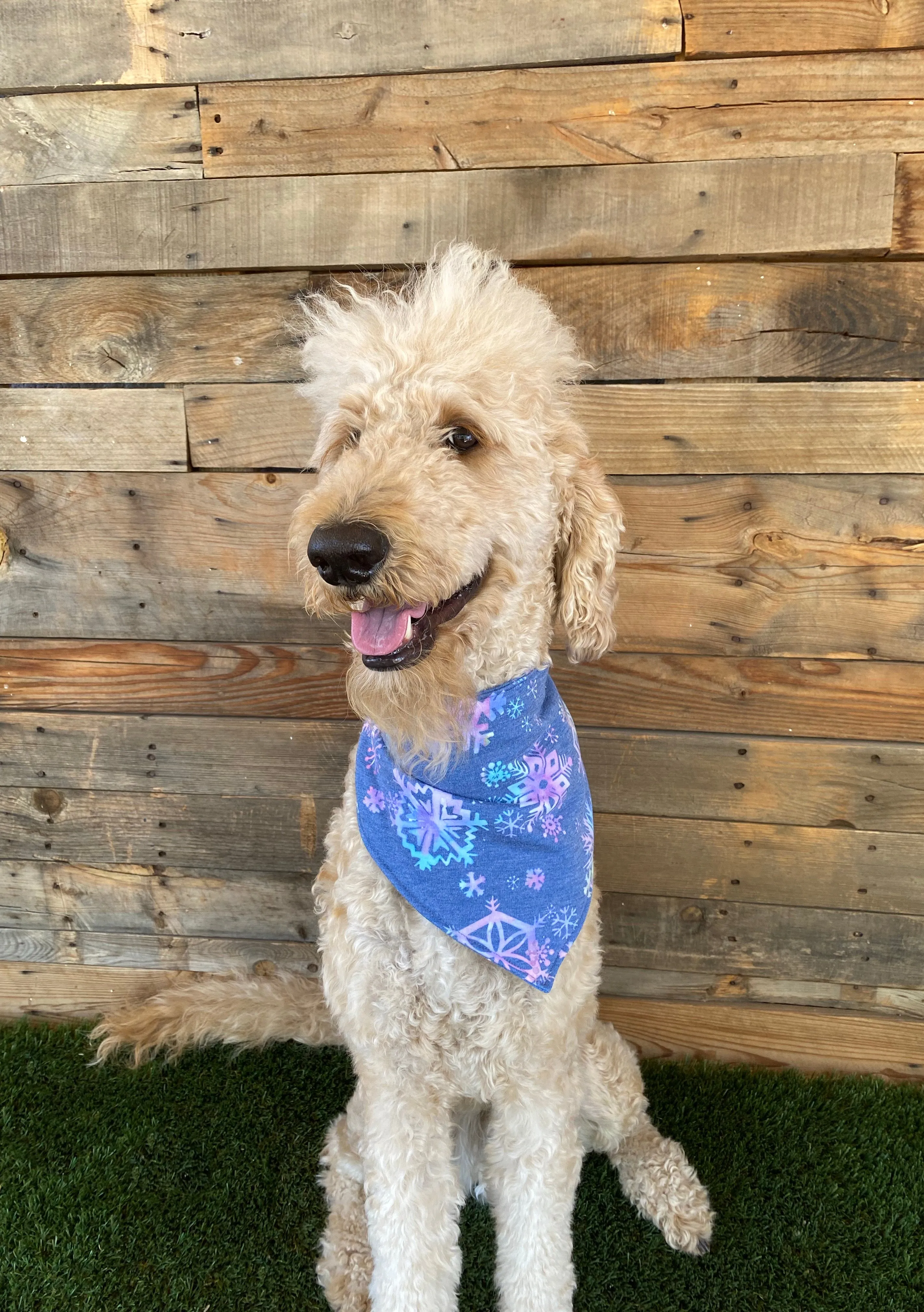 Multicolored Snowflakes on a Soft Steel Blue background scARF