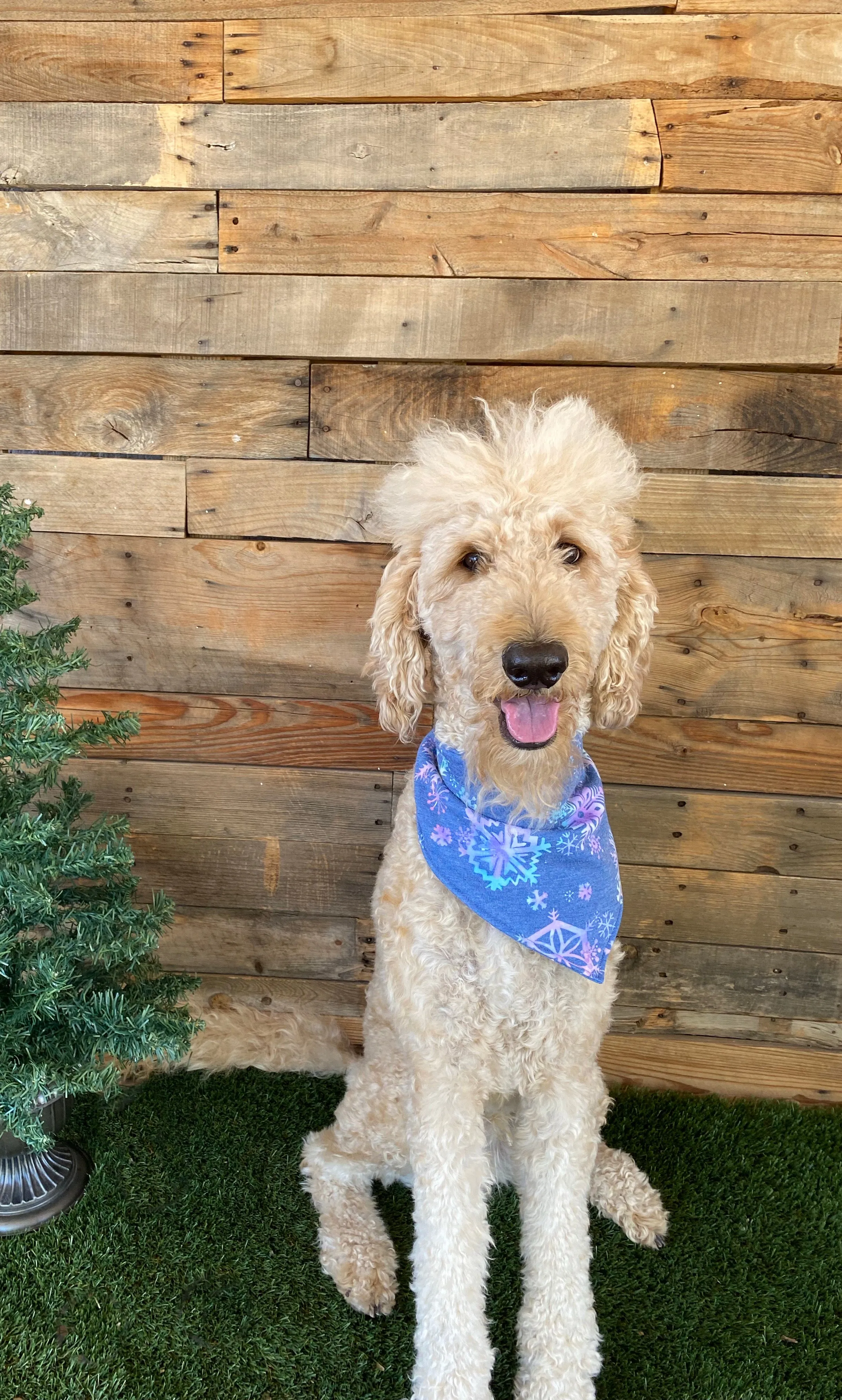 Multicolored Snowflakes on a Soft Steel Blue background scARF