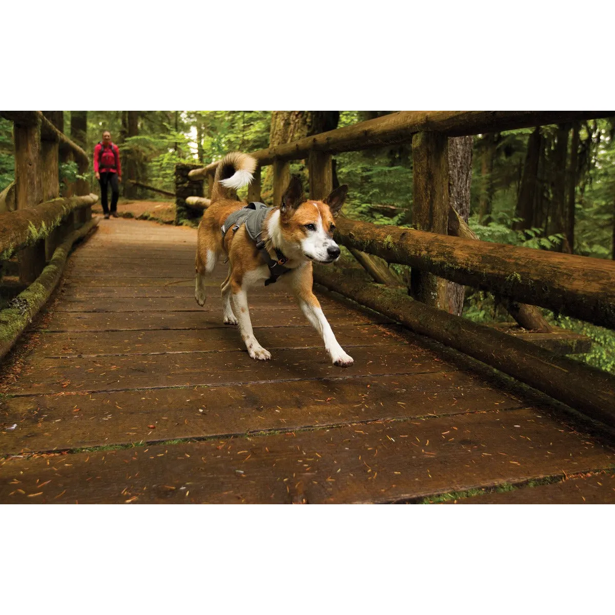 Ruffwear® | Web Master™ Harness
