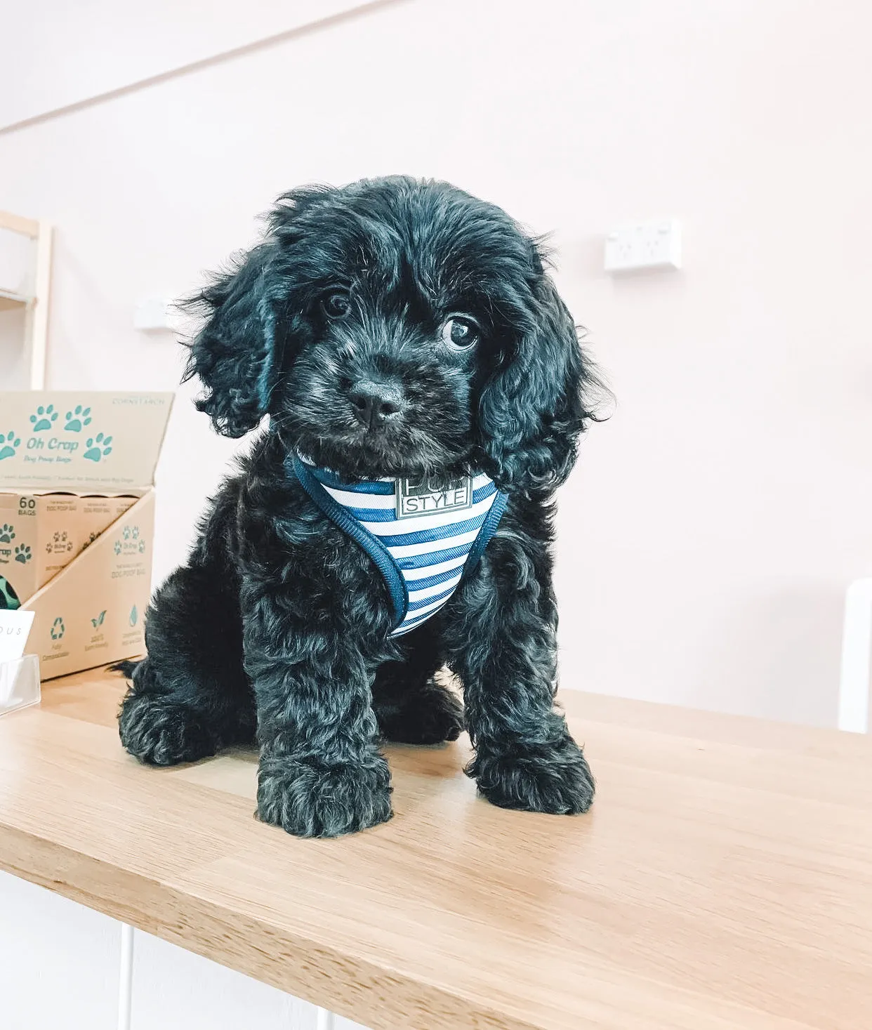 Stripe Squad Harness