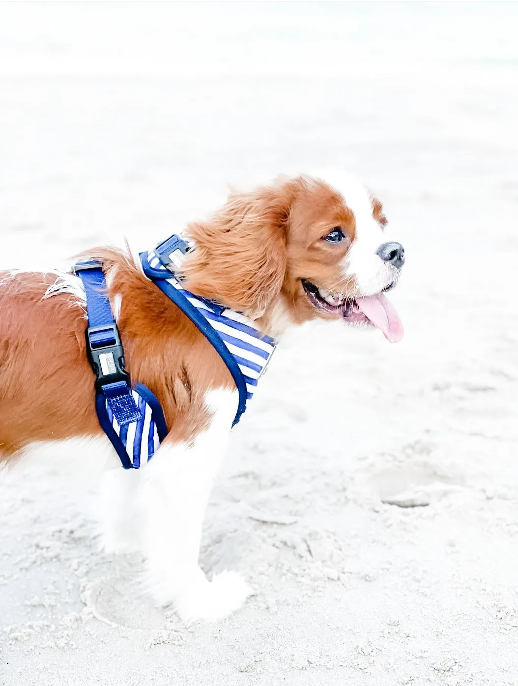 Stripe Squad Harness